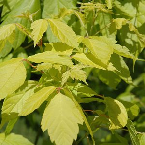 Acer “Kelly’s Gold”