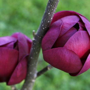 Magnolia “Black Tulip”