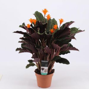 Calathea crocata Candela 7+ flower  45cm