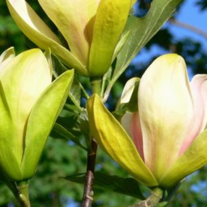 Magnolia “Sunsation”