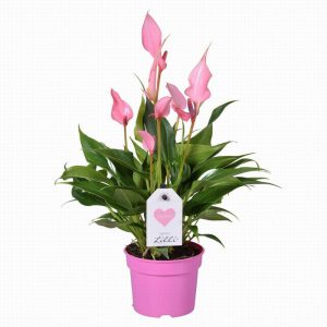 Anthurium Lilli pink 3+ flower  25cm