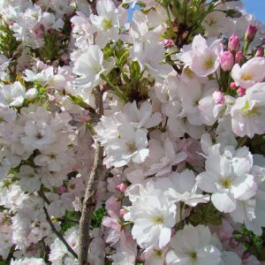 Prunus “Amanogawa”
