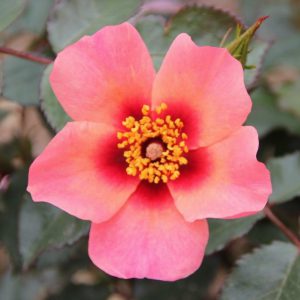 Rosa floribunda For Your Eyes Only