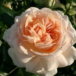 Rosa floribunda Joie de Vivre