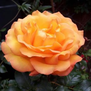 Rosa floribunda Precious Amber