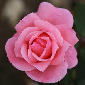 Rosa floribunda Queen Elizabeth