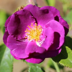 Rosa floribunda Rhapsody In Blue