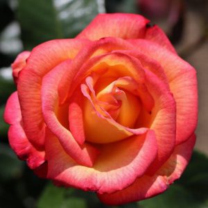 Rosa floribunda Sheila’s Perfume
