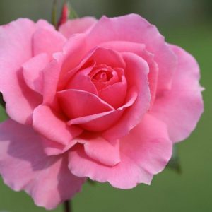 Rosa floribunda You’re Beautiful