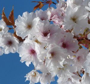 Prunus “Fragrant Cloud”
