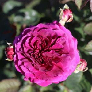 Rosa Hybrid Tea Timeless Purple