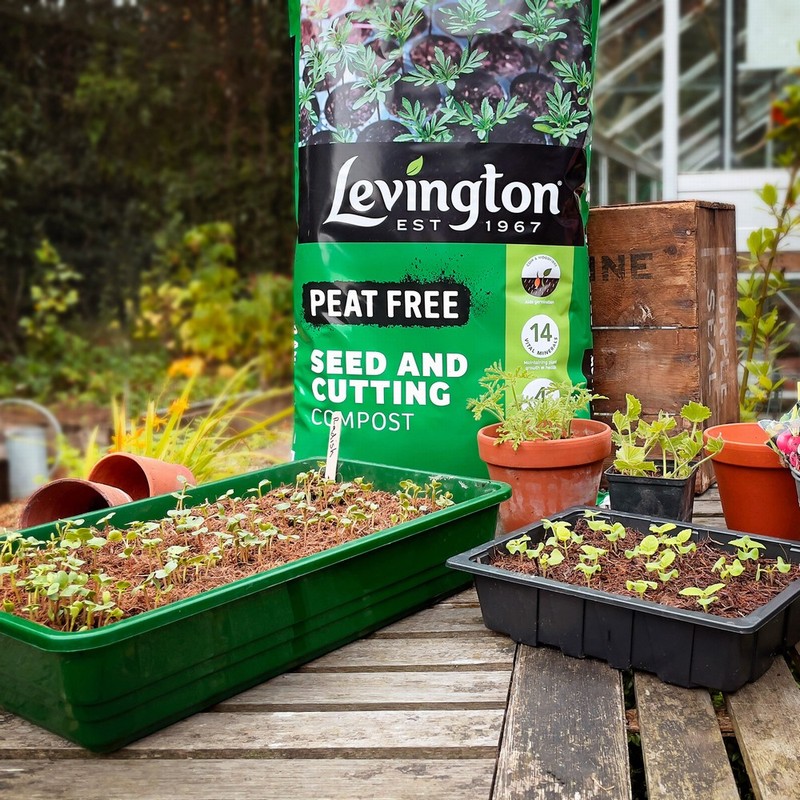 LEVINGTONS SEED AND CUTTING  PF