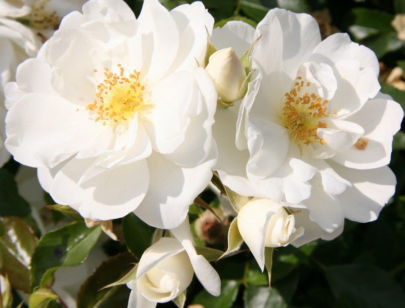 ROSA FLOWER CARPET WHITE