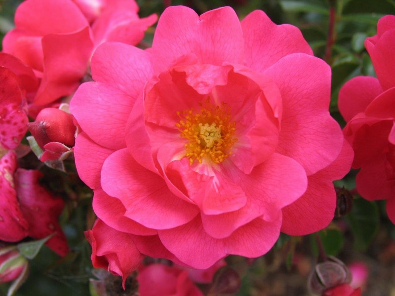 ROSA FLOWER CARPET PINK SUPREME