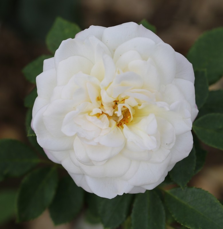 ROSA ALBA MAXIMA cream