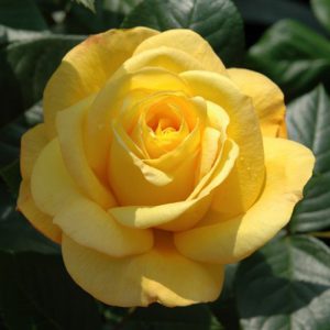 Rosa floribunda Arthur Bell / Golden Bouquet