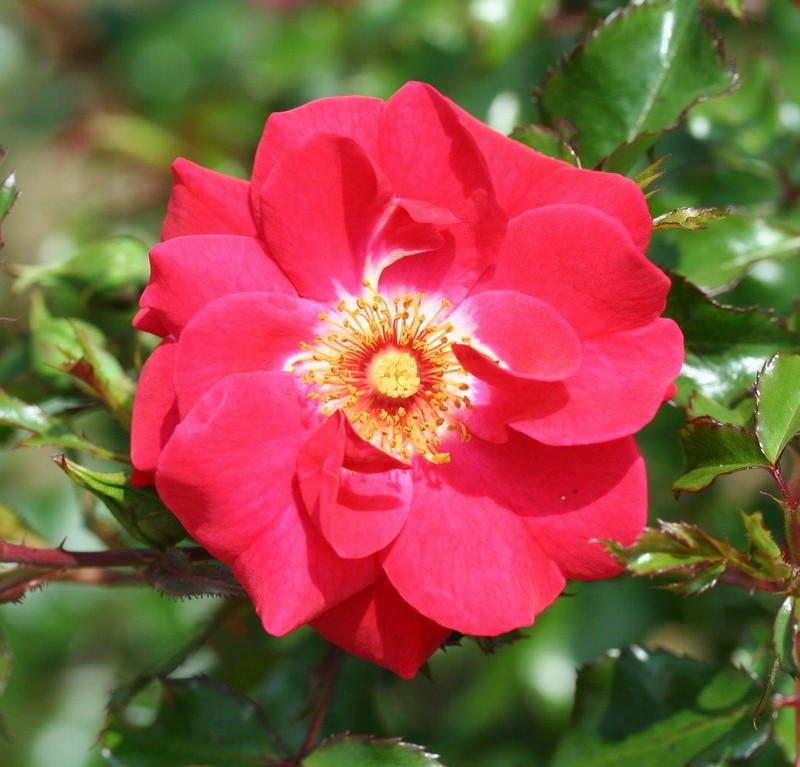 ROSA OLYMPIC FLAME RICH RED