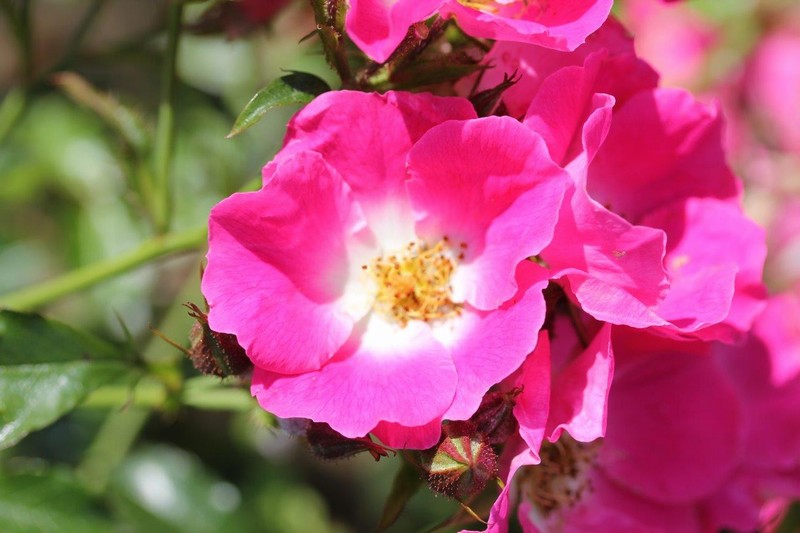 Rosa AMERICAN PILLAR bright pink