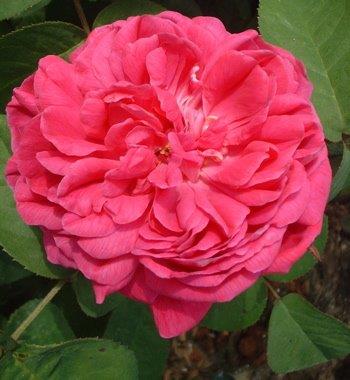 Rosa DUCHESS OF PORTLAND cerise pink