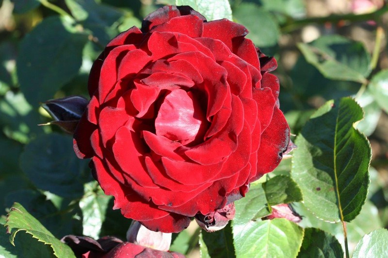 Rosa Dublin Bay (‘Macdub’) crimson