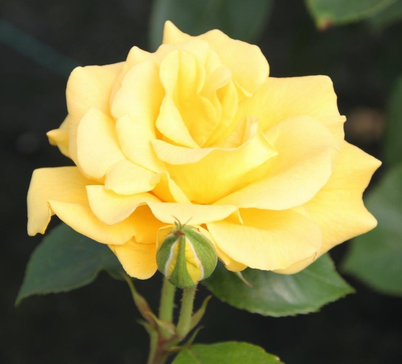 ROSA PRECIOUS GOLD (Floribunda)