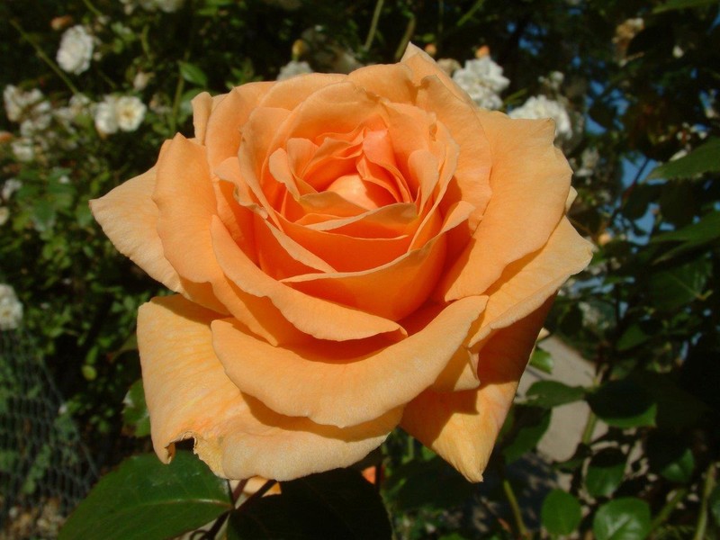 ROSA RAYMOND CARVER amber orange