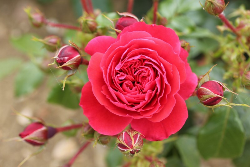 Rosa Floribunda Cherry Girl (‘Korkosieb’)