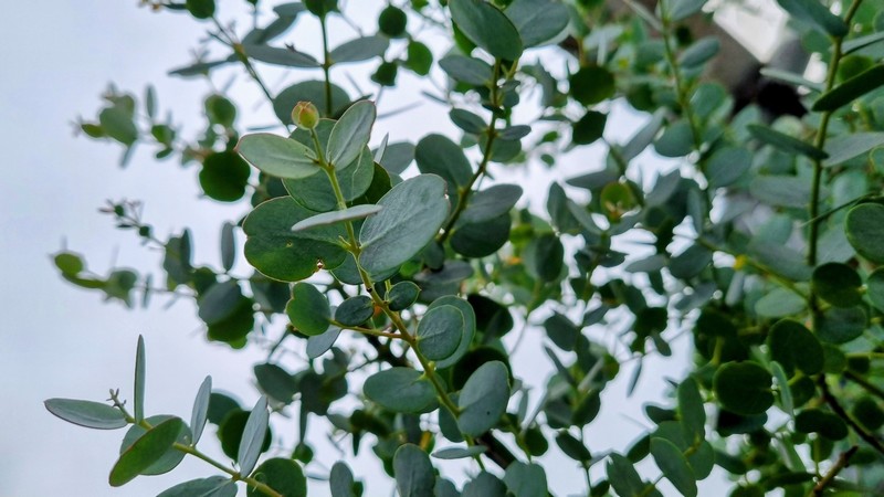 Eucalyptus gunnii Azura (‘Cagire’) cider gum