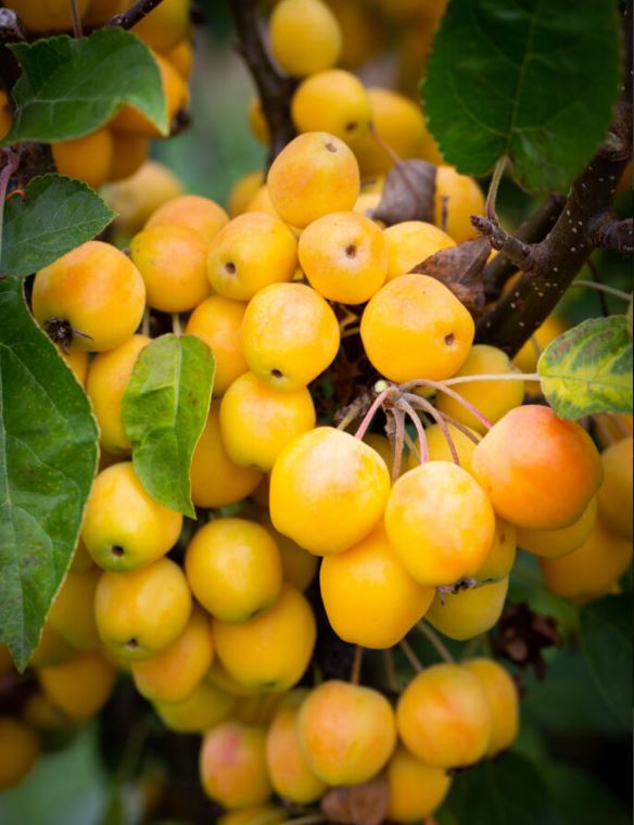 Malus ‘Golden Hornet’ (crab apple) 12L