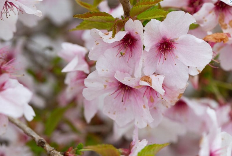 Prunus ‘The Bride’ – flowering cherry- 45cm