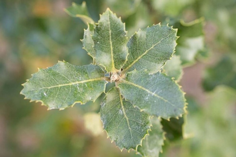 Quercus ilex – Evergreen or Holm Oak – 7L