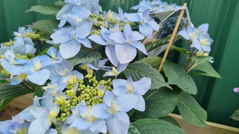 Hydrangea Blue Sprinkles