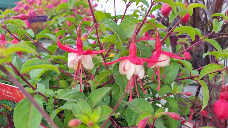 Fuchsia Snowcap