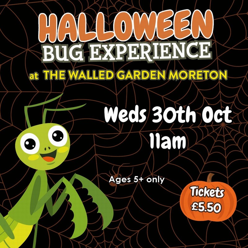 Halloween Bug Experience 30/10/2024 11am