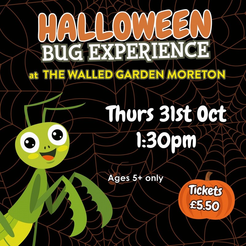 Halloween Bug Experience 31/10/2024 1.30pm