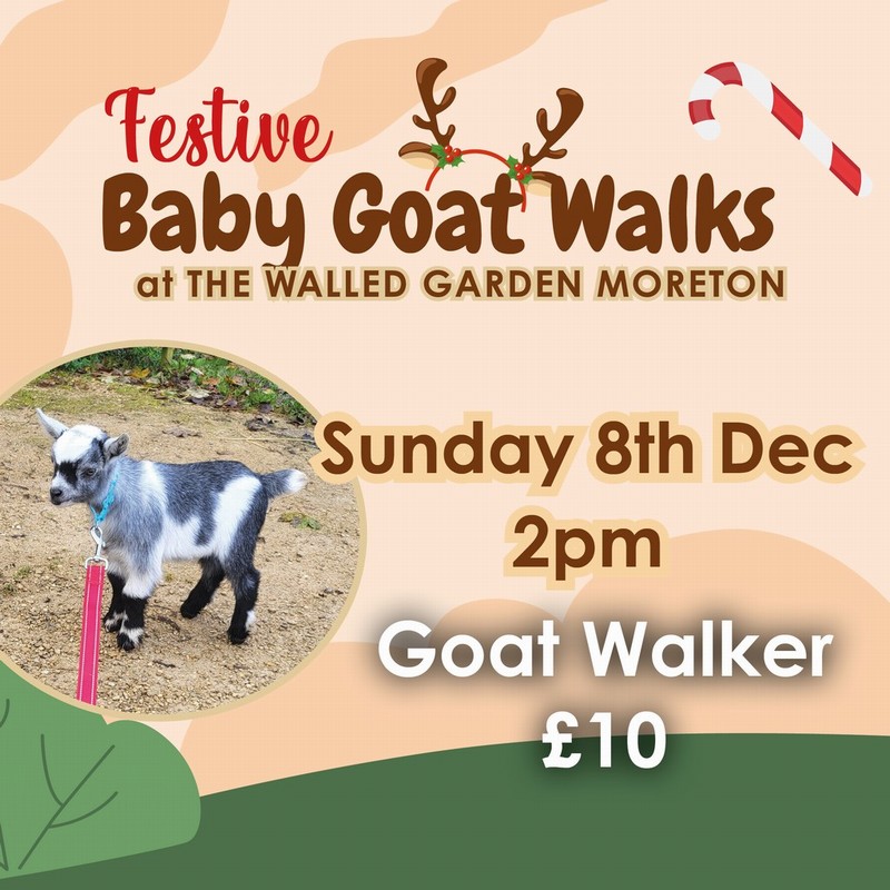 Baby Goat Walks at Walled Garden 8/12/2024 2pm walker