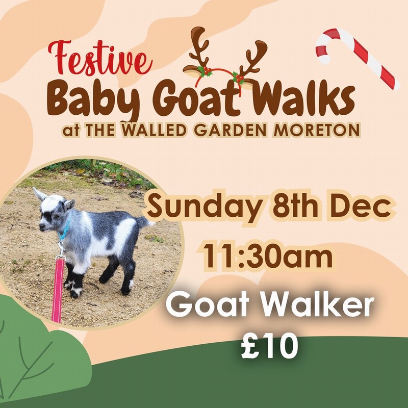 Baby Goat Walks at Walled Garden 8/12/2024 11.30am walker