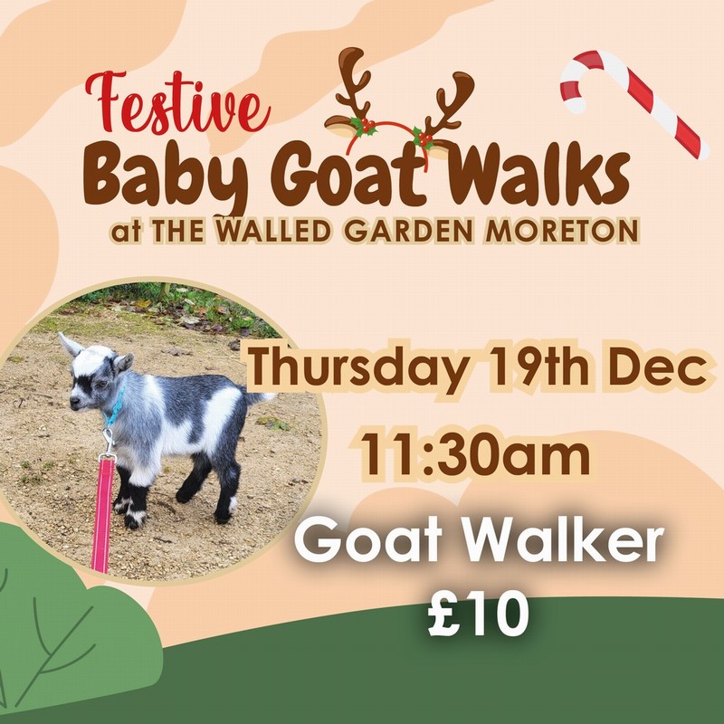 Baby Goat Walks at Walled Garden 19/12/2024 11.30pm walker