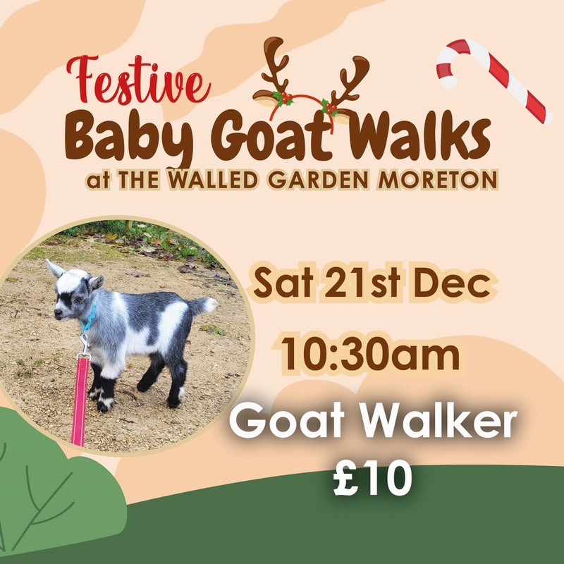 Baby Goat Walks at Walled Garden 21/12/2024 10.30am walker