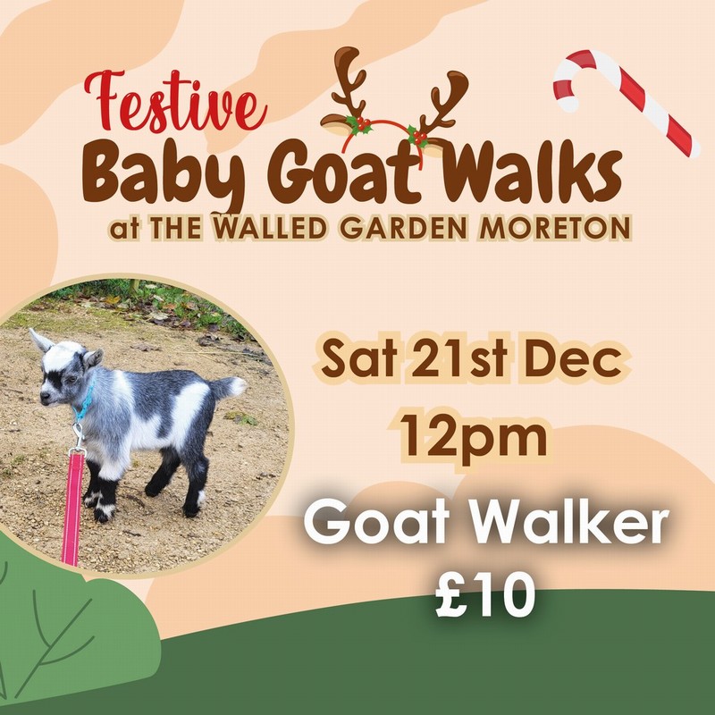 Baby Goat Walks at Walled Garden 21/12/2024 12pm walker