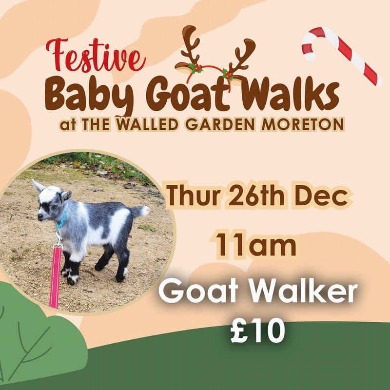 Baby Goat Walks at Walled Garden 26/12/2024 11am walker