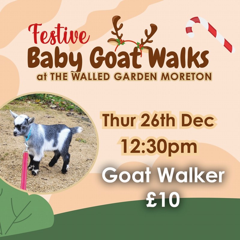 Baby Goat Walks at Walled Garden 26/12/2024 12.30pm walker