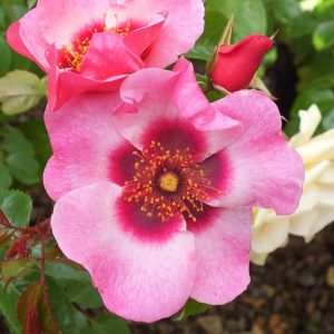 Rosa floribunda Bright as a Button