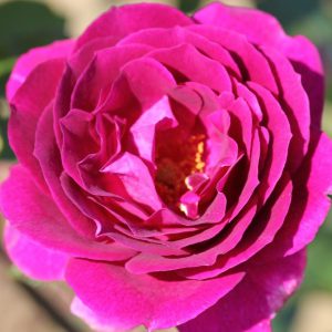 Rosa floribunda Ebb Tide