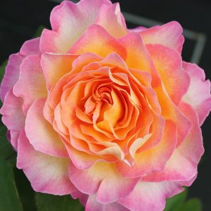 Rosa Hybrid Tea Gorgeous