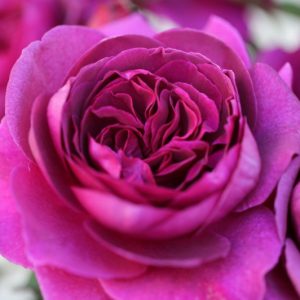 Rosa Hybrid Tea Timeless Purple