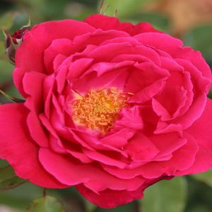 Rosa Papworth’s Pride Old Fashion Rose