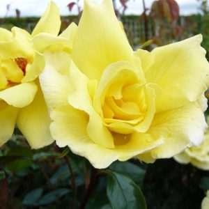 Rosa GOLDEN SHOWERS golden yellow