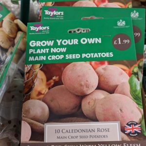 Seed Potato Pack. Caledonian Rose.