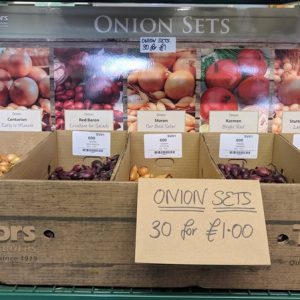 Onion Sets Loose in Showcase